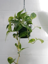 Load image into Gallery viewer, Epipremnum Aureum &#39;devils Ivy&#39; [sz:180mm]
