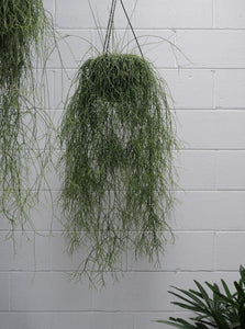 Rhipsalis Campos Portoana