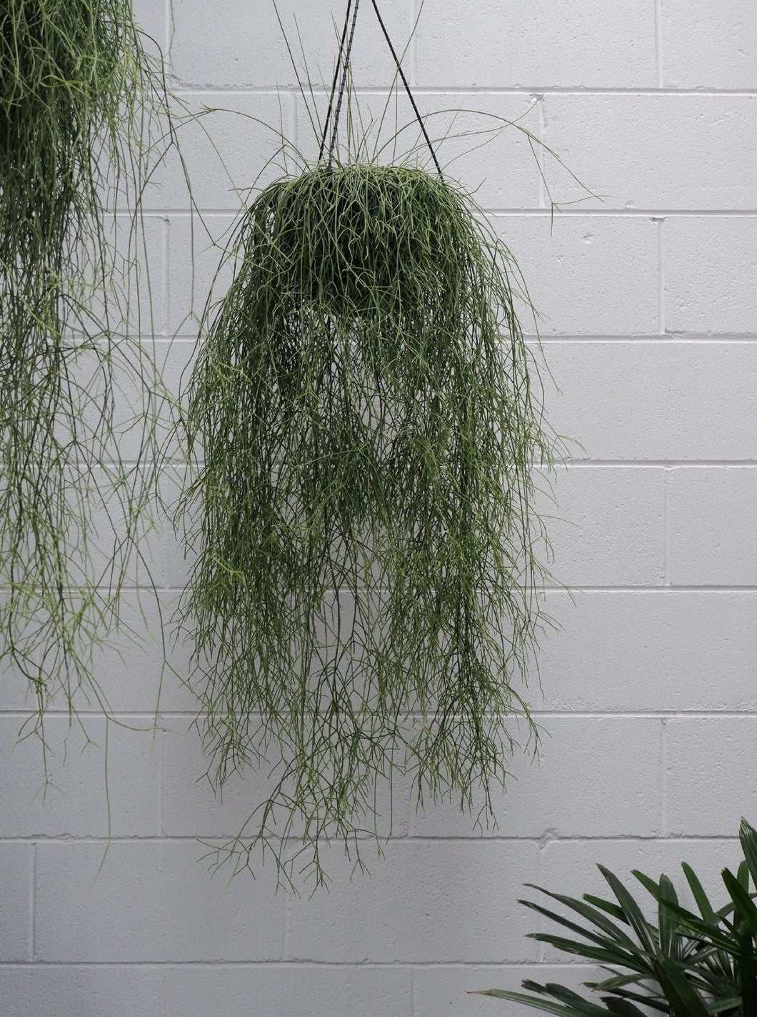 Rhipsalis Campos Portoana