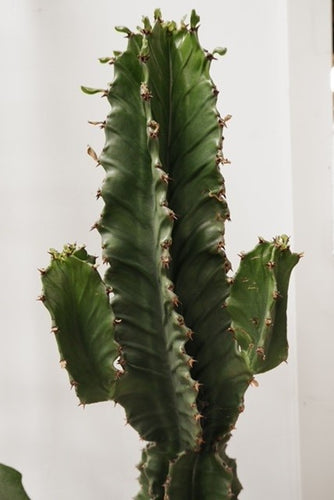 Euphorbia Ingens 'candelabra Tree' [sz:300mm]