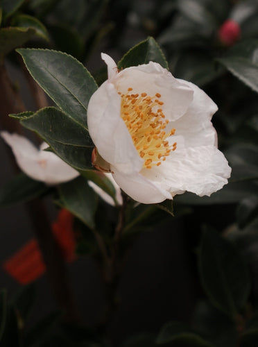 Camellia Sasanqua 'setsugekka [sz:200mm]