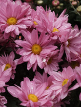 Load image into Gallery viewer, Chrysanthemum 140mm [cl:pink]
