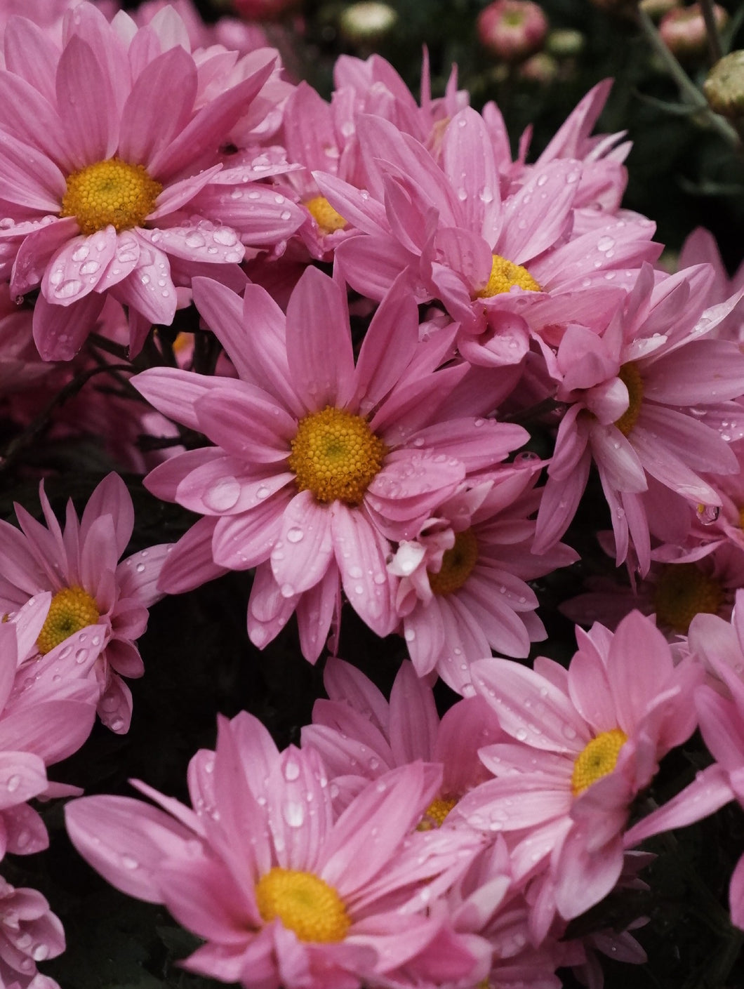 Chrysanthemum 140mm [cl:pink]