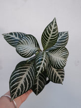 Load image into Gallery viewer, Aphelandra &#39;zebra Plant&#39; [sz:100mm]
