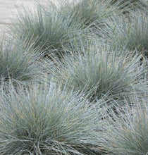 Load image into Gallery viewer, Festuca Glauca [sz:100mm]
