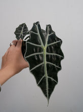 Load image into Gallery viewer, Alocasia &#39;amazonica Dwarf&#39; [sz:100mm]
