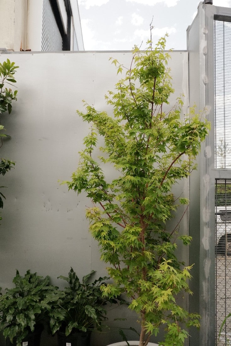 Acer Palmatum 'senkaki Coral Bark' 400mm