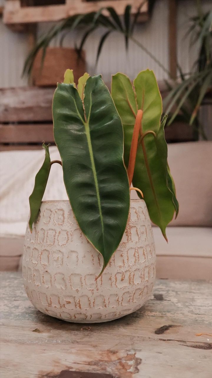 Philodendron Billietiae