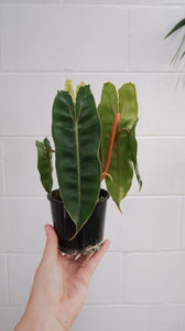 Philodendron Billietiae