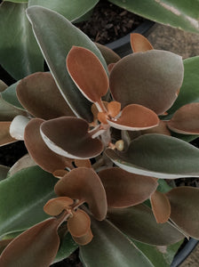 Kalanchoe 'copper Spoons' [sz:100mm]