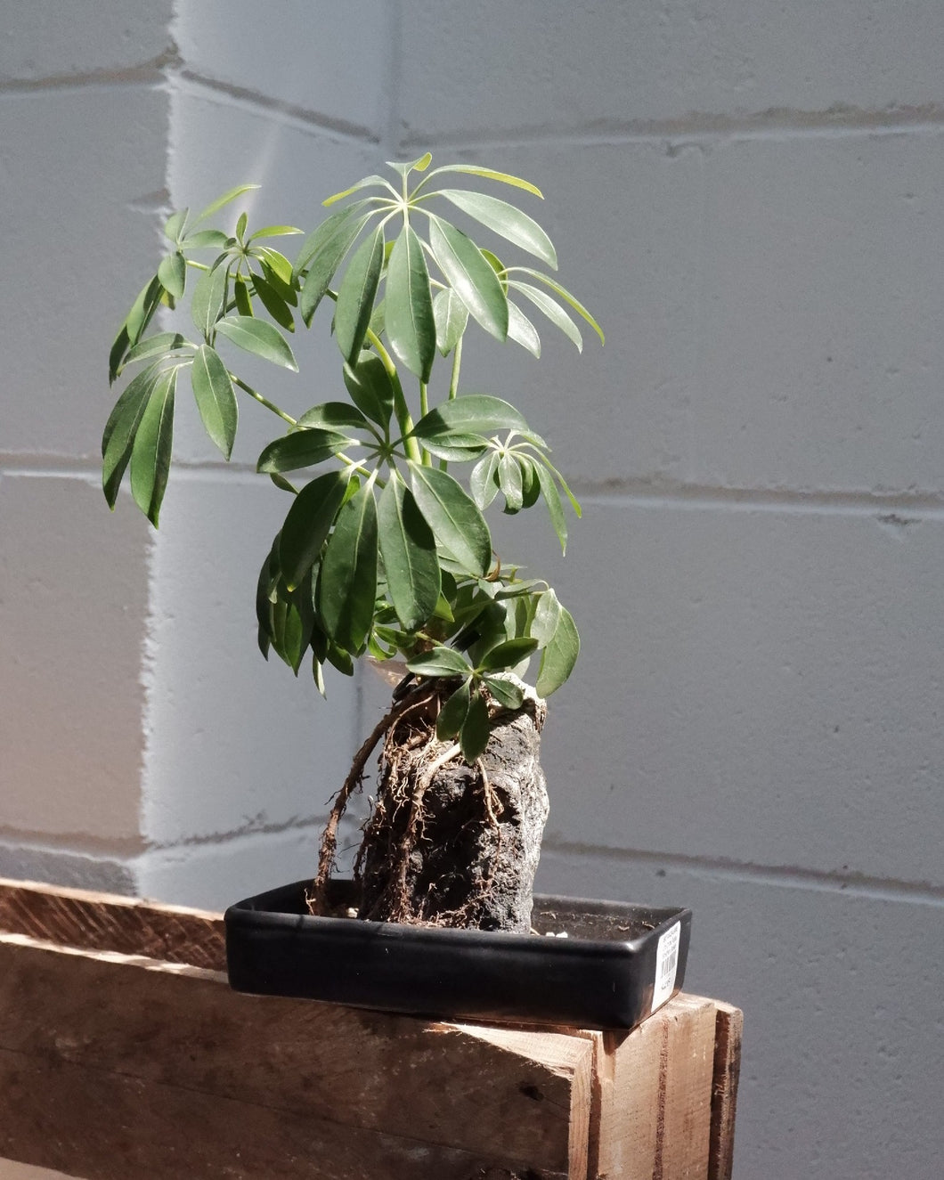 Life On The Rocks Schefflera Bonsai