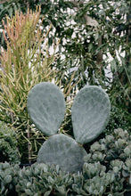 Load image into Gallery viewer, Opuntia &#39;prickly Pear&#39; [sz:2 Paddles]
