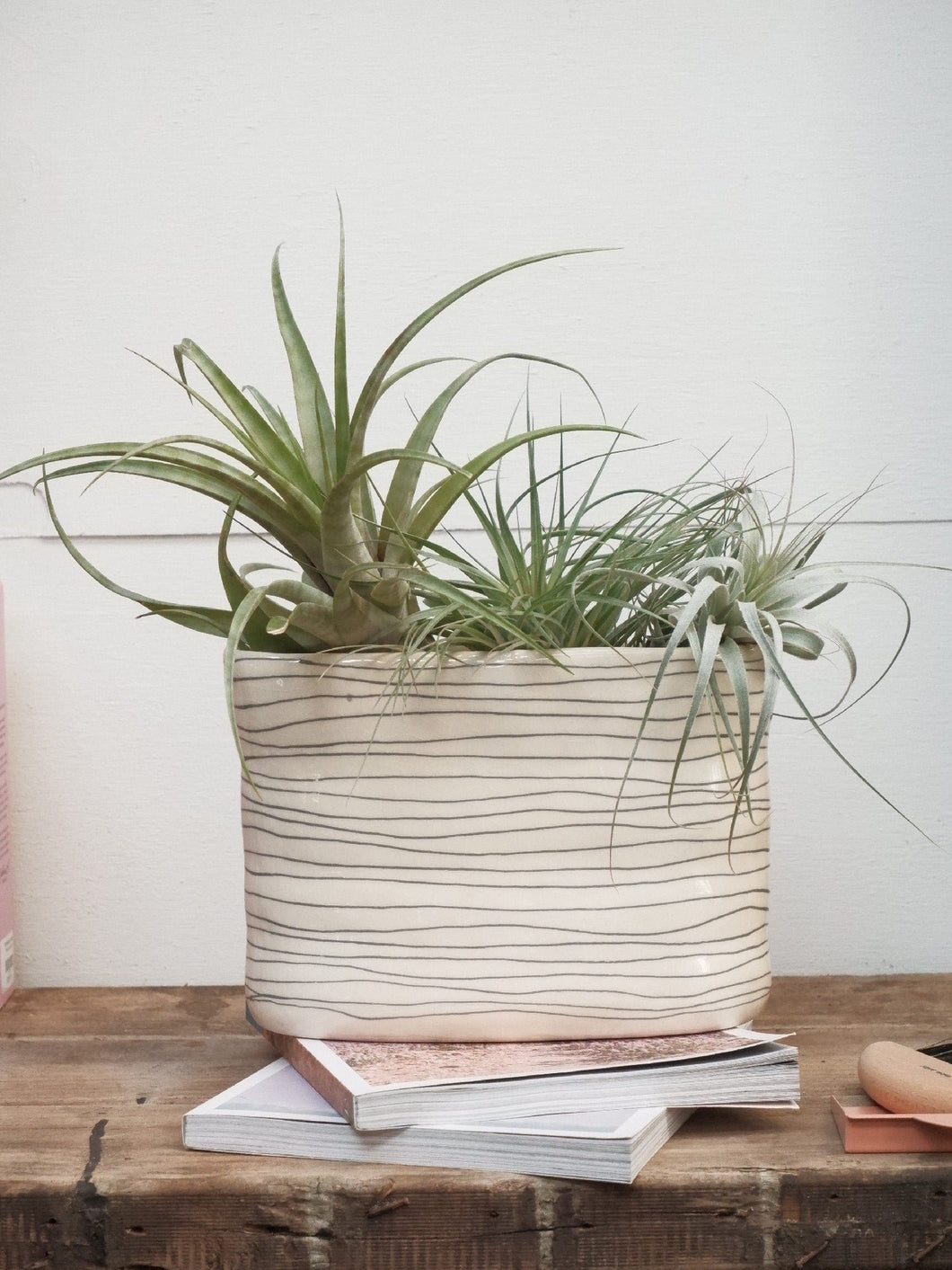 Tillandsia 'air Plant' [sz:large]