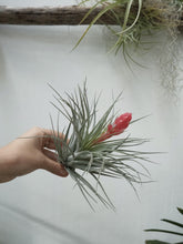 Load image into Gallery viewer, Tillandsia &#39;air Plant&#39; [sz:large]
