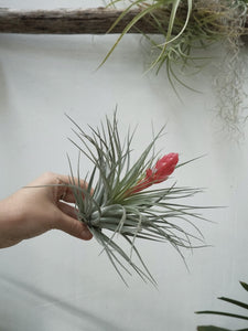 Tillandsia 'air Plant' [sz:large]