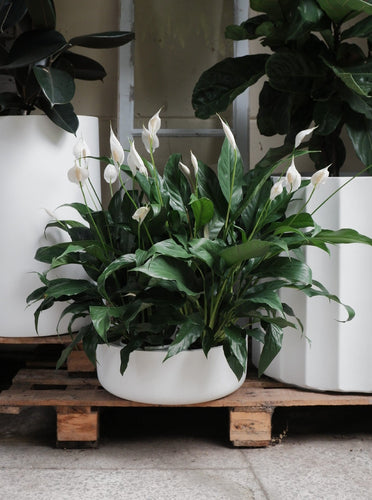 Spathphyllum 'peace Lilly' [sz:140mm]