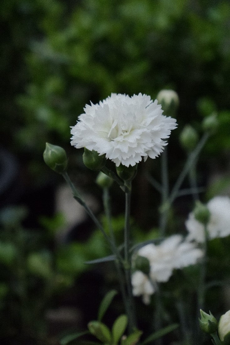 Dianthus 'memories' 140mm