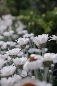 Rhodanthe 'white' 140mm