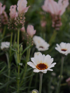 Rhodanthe 'white' 140mm