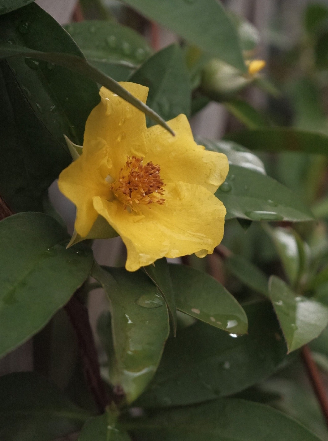 Hibbertia Scandens [sz:140mm]