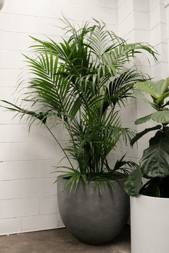 Howea Forsteriana 'kentia Palm' [sz:400mm]