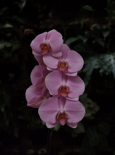 Phaleonopsis 'moth Orchid' [sz:large   Cl:violet]