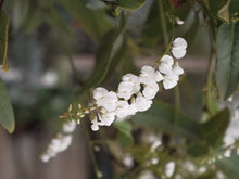 Load image into Gallery viewer, Hardenbergia &#39;white Out&#39; 300mm
