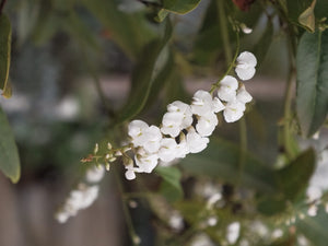 Hardenbergia 'white Out' 300mm