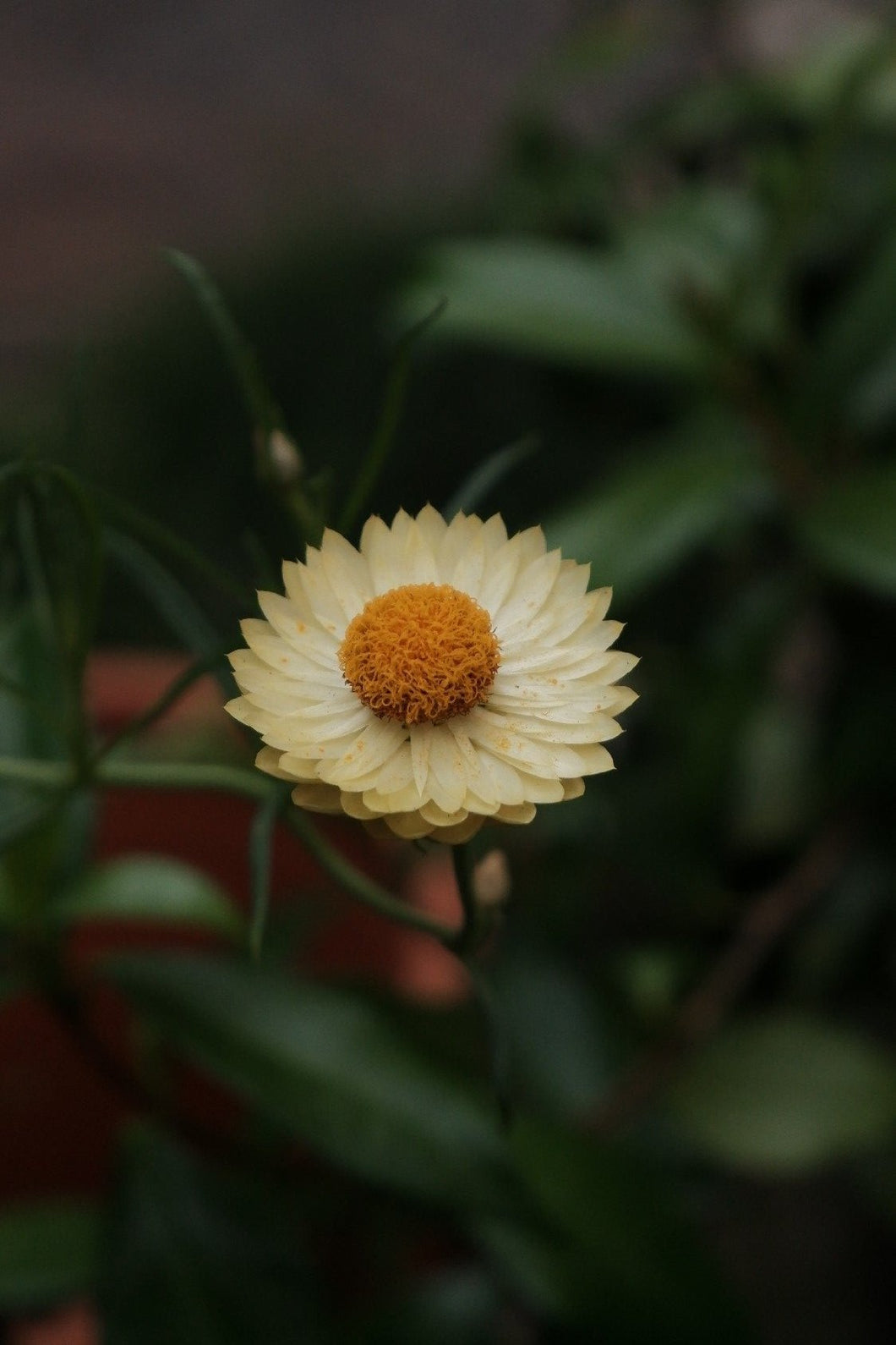 Bracteantha 'diasy Fields Gold' 200mm