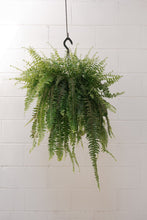 Load image into Gallery viewer, Boston Fern [sz:250mm]
