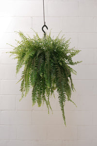 Boston Fern [sz:250mm]