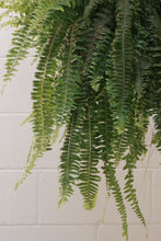 Load image into Gallery viewer, Boston Fern [sz:250mm]
