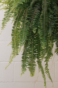 Boston Fern [sz:250mm]