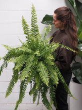 Load image into Gallery viewer, Boston Fern [sz:250mm]
