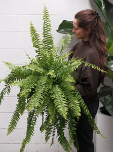 Boston Fern [sz:250mm]