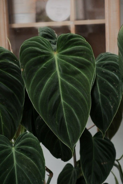 Philodendron 'splendid' 180mm