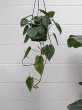 Load image into Gallery viewer, Philodendron Cordatum [sz:175mm]
