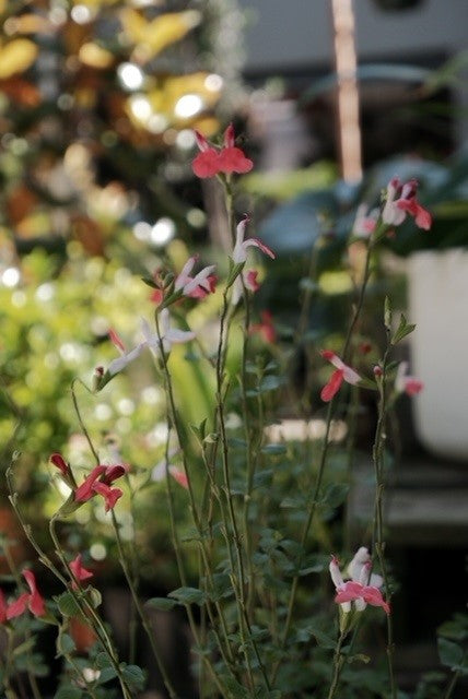 Salvia Microphylla Hot Lips 140mm