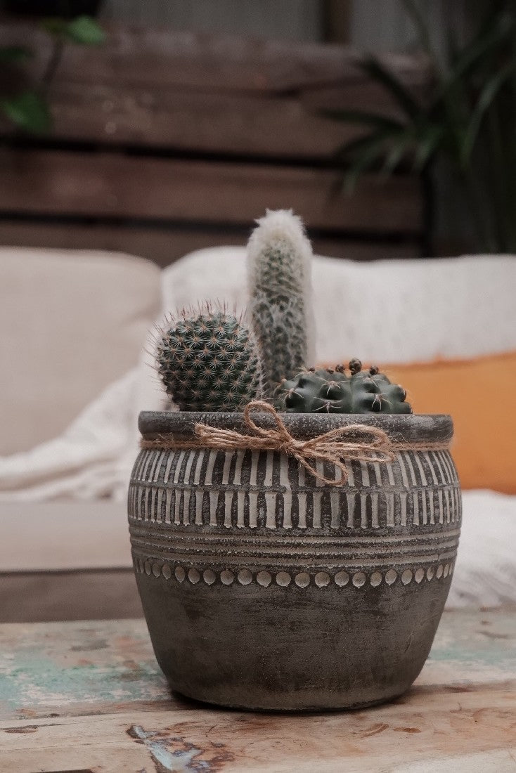 Cacti Trio