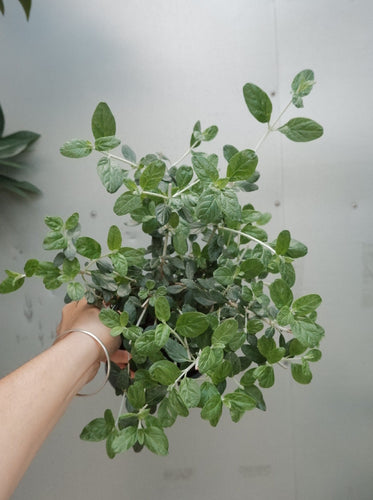 Teucrium Fruticans 140mm