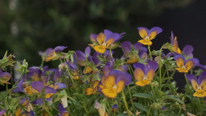 Heartsease [sz:190mm]