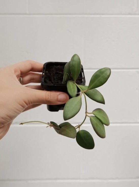 Hoya sp aff burtoniae 'honey dew'. Botanica Lane, Sydney Australia