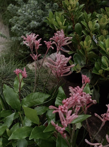 Kangaroo Paw 'pearl Pink' 140mm