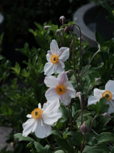 Load image into Gallery viewer, Anemone Dainty Swan 140mm
