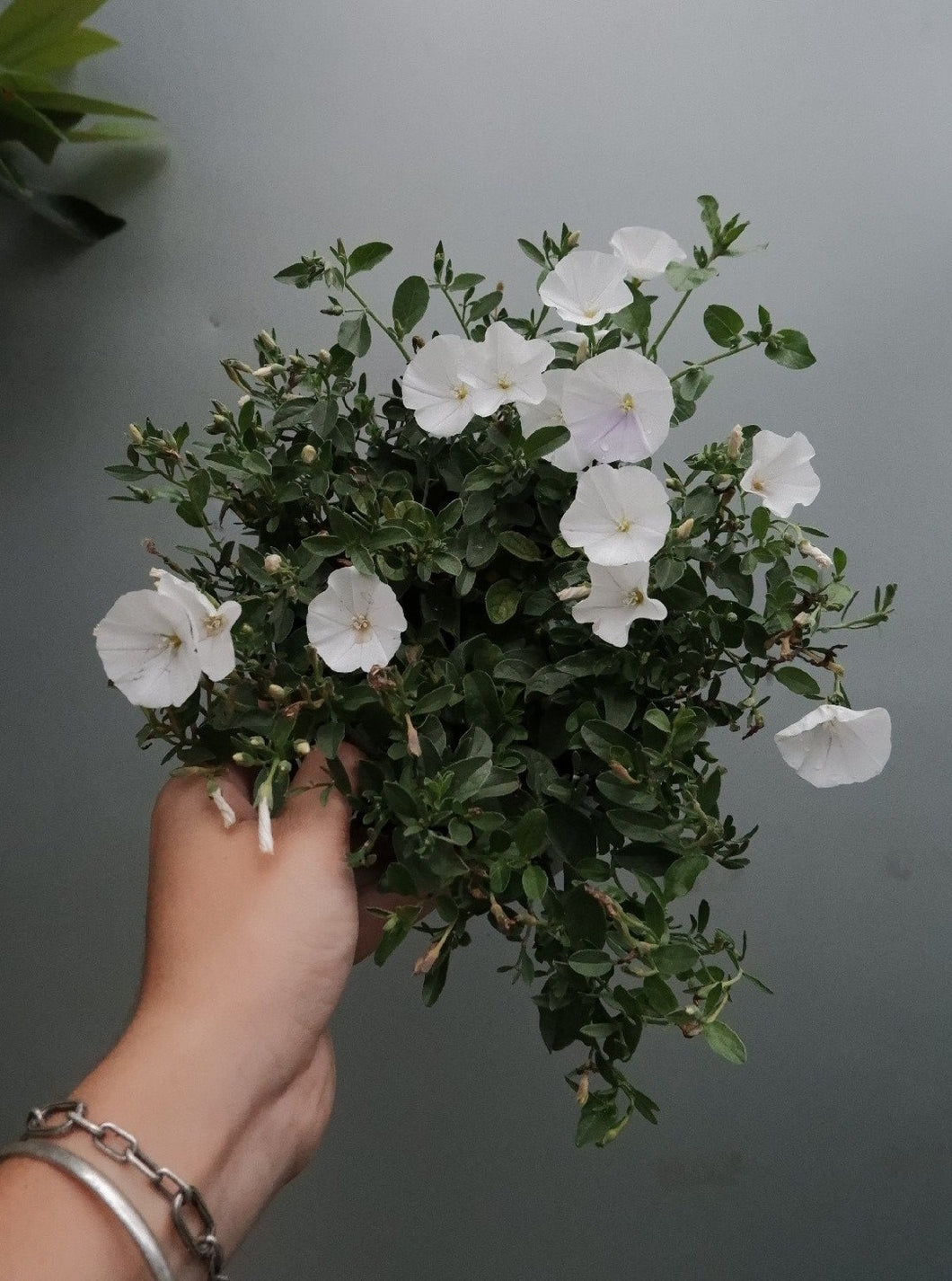 Convolvulus 'little Arctic Moon' [sz:140mm]