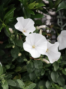 Convolvulus 'little Arctic Moon' [sz:140mm]