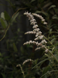 Salvia 'velour White' [sz:140mm]