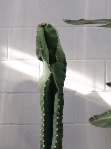 Acanthocereus Tetragonus 190mm