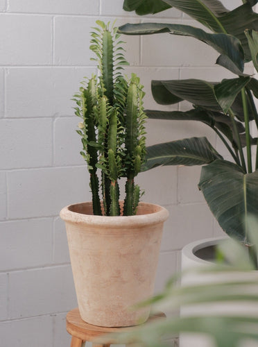 Euphorbia Trigona [sz:190mm]