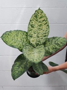 Dieffenbachia Assorted [sz:175mm]